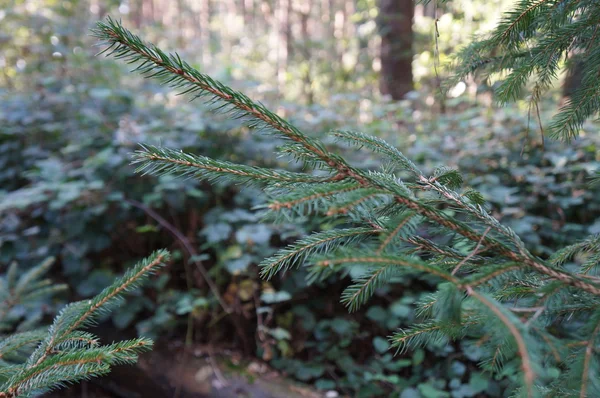 Forest and plants — Stock Photo, Image