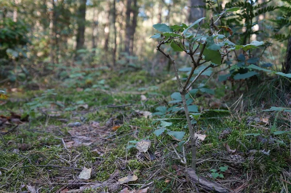 Forest and plants — Stock Photo, Image