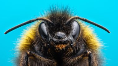 Kızgın Bumblebee aşırı makro