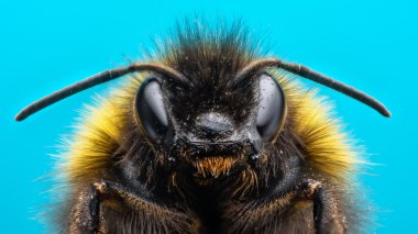 Angry Bumblebee extreme macro clipart