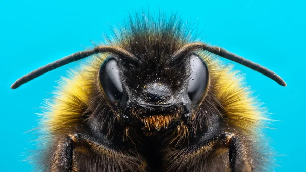 Angry Bumblebee extreme macro — Stock Photo, Image