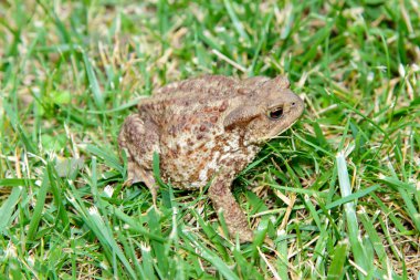 Common toad, bufo bufo, in the grass