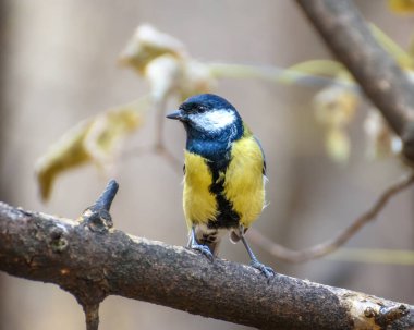 Big tit sitting on a branch close-up, in a natural environment