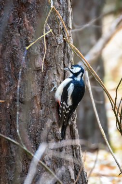 Ağaçkakan ağaç gövdesinde oturuyor. Doğal çevreye yakın.