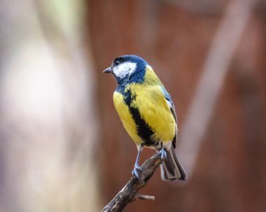 Big tit sitting on a branch close-up, in a natural environment