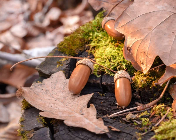 Les Glands Les Feuilles Chêne Reposent Sur Moignon Gros Plan — Photo