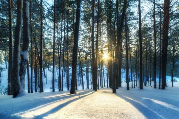 Χειμερινό Τοπίο Πευκοδάσος Ήλιος Λάμπει Μέσα Από Δέντρα Δημιουργώντας Μακριές — Φωτογραφία Αρχείου