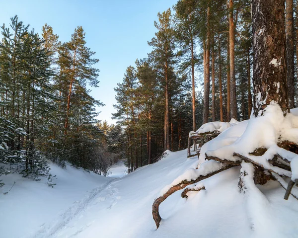 Winterlandschap Een Dennenbos Het Pad Sneeuw Gaat Afstand Tussen Bomen — Stockfoto