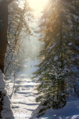 Güneşli bir kış ormanı. Ön planda karla kaplı ladin.