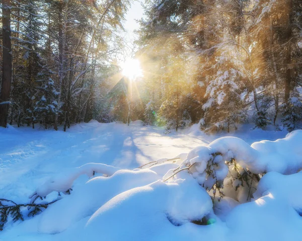 Zimowy Krajobraz Lesie Pogodny Słoneczny Dzień — Zdjęcie stockowe