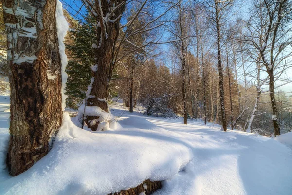 Χειμερινό Τοπίο Στο Δάσος Μια Σαφή Ηλιόλουστη Μέρα — Φωτογραφία Αρχείου