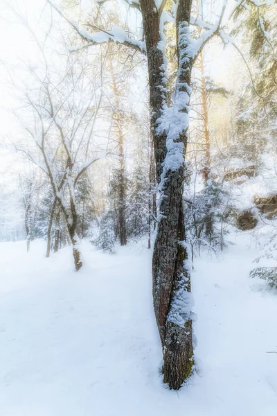 Två Träd Sammanflätade Sina Stammar Närbild Vinterskogen Stockbild