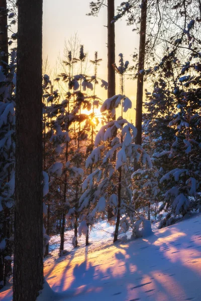 Winterlandschap Met Sneeuw Bedekte Bomen Bij Zonsondergang Zonnestralen Door Takken — Stockfoto