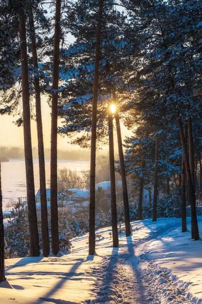 Paisagem Inverno Árvores Cobertas Neve Pôr Sol Raios Sol Através — Fotografia de Stock