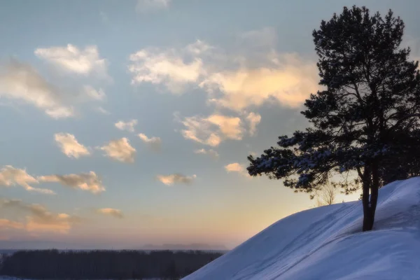Een Eenzame Dennenboom Een Met Sneeuw Bedekte Heuvel Tegen Achtergrond — Stockfoto