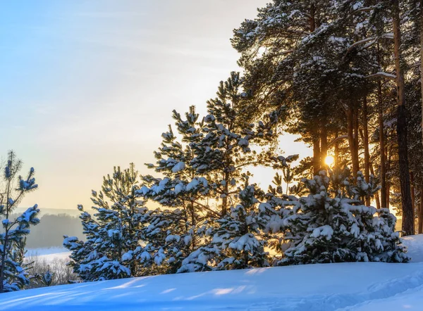 Paisagem Inverno Pinheiros Cobertos Neve Fundo Céu Pôr Sol Raios — Fotografia de Stock