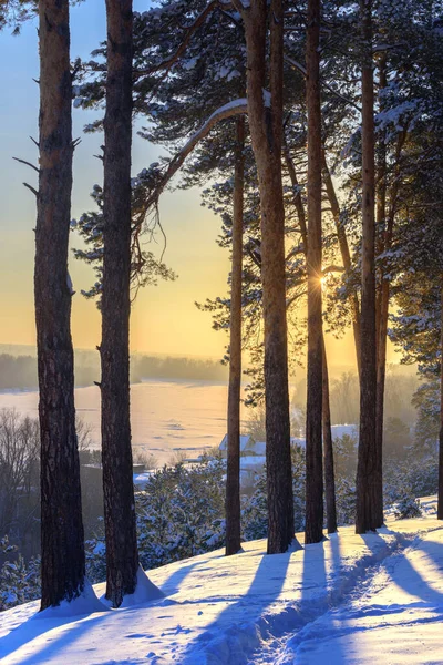 Χειμερινό Τοπίο Χιονισμένα Δέντρα Ηλιοβασίλεμα Ακτίνες Του Ήλιου Μέσα Από — Φωτογραφία Αρχείου