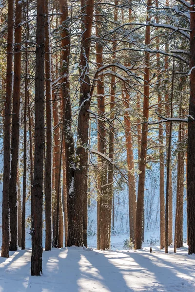 Paisagem Inverno Floresta Pinheiros Coberta Neve Dia Ensolarado — Fotografia de Stock