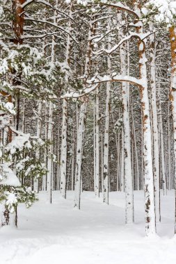 Çam ormanında karla kaplı ağaçlar, kış manzarası