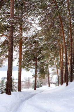 Çam ormanında karla kaplı ağaçlar, kış manzarası
