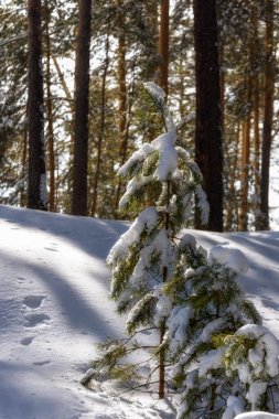 Çam ormanında karla kaplı ağaçlar, kış manzarası
