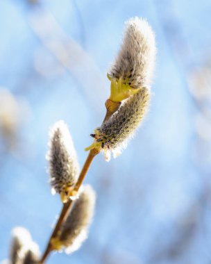 Tomurcuklanan tomurcukları mavi gökyüzüne yakın söğüt dalı