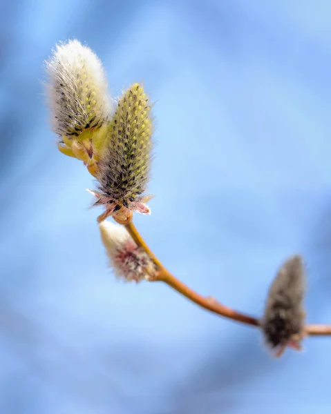 Pilkvistar Med Spirande Knoppar Närbild Mot Den Blå Himlen — Stockfoto