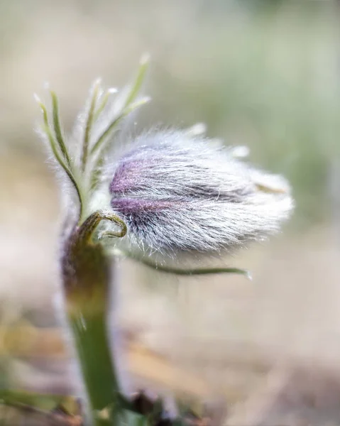 Skogens Blomknopp Drömgräs Närbild Tidigt Våren — Stockfoto