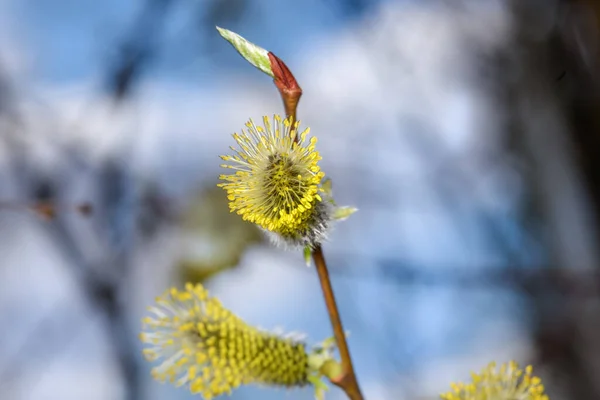 Pilkvistar Med Spirande Knoppar Närbild Mot Den Blå Himlen — Stockfoto