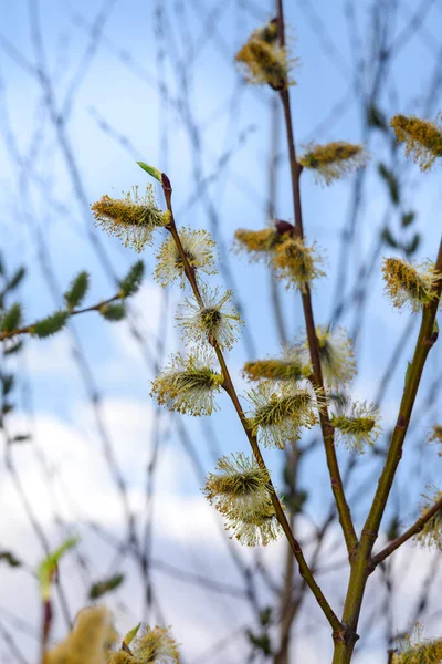 하늘을 배경으로 꽃봉오리가 버드나무 — 스톡 사진