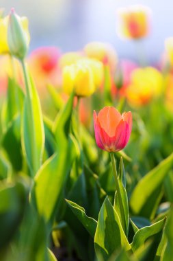 Bir çiçek tarhında kırmızı ve sarı laleler. Yakın plan, güneş tarafından aydınlatılmış.