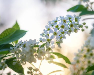 Çiçek açan kiraz ağacının bir dalı yakın planda, güneş tarafından aydınlatılıyor. Seçici Odaklanma