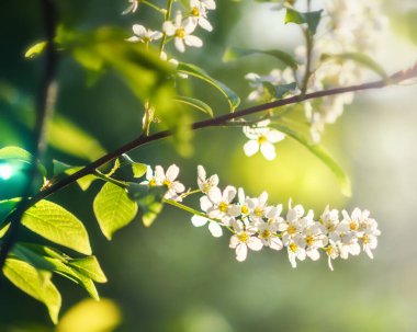 Çiçek açan kiraz ağacının bir dalı yakın planda, güneş tarafından aydınlatılıyor. Seçici Odaklanma