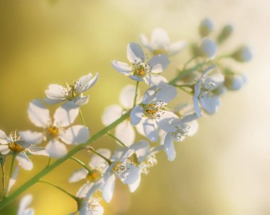 Çiçek açan kiraz ağacının bir dalı yakın planda, güneş tarafından aydınlatılıyor. Seçici Odaklanma