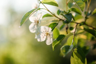 İlkbaharda güneş ışığında beyaz çiçekli elma dalı