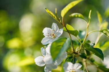 İlkbaharda güneş ışığında beyaz çiçekli elma dalı