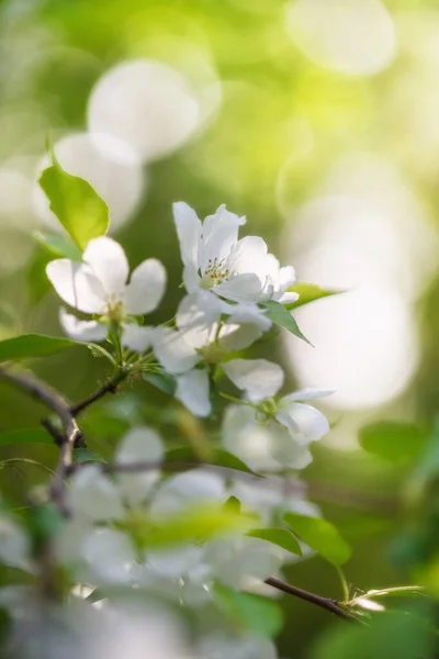 Ветка Яблони Белыми Цветами Весной Солнце — стоковое фото