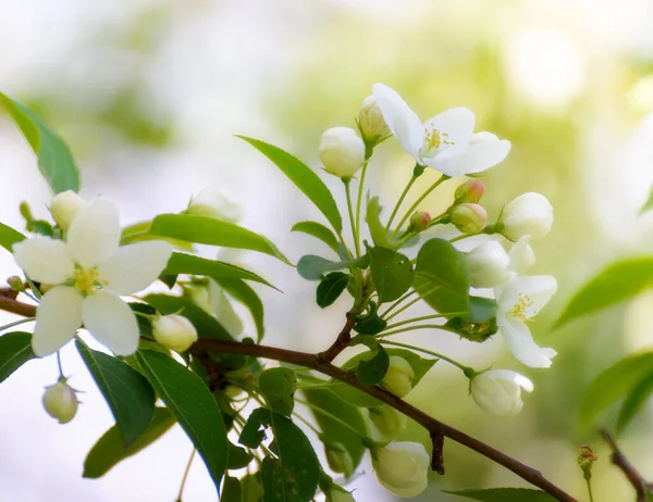 Ramo Árvore Maçã Com Flores Brancas Primavera Luz Solar — Fotografia de Stock