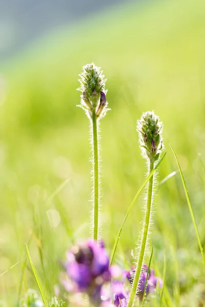 Tiges Herbe Dans Lumière Matin Sur Fond Vert Flou — Photo