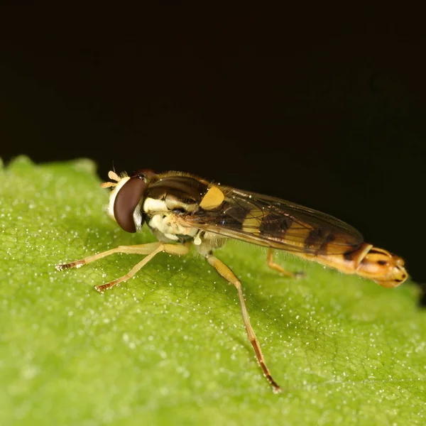 Mosca Rayada Sentada Una Hoja Verde Cerca Vista Lateral —  Fotos de Stock