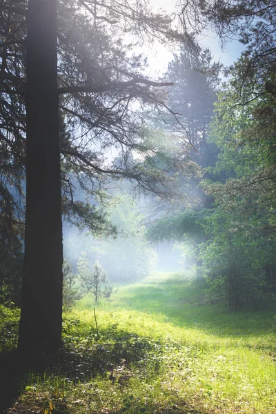 早上在森林里阳光明媚的夏日早晨 风景秀丽 — 图库照片