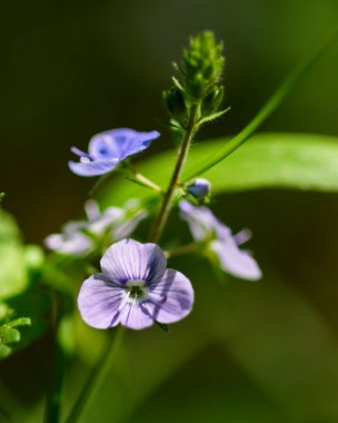 Yeşil bulanık arkaplan ile leylak çiçeği (Veronica chamaedrys) yakın plan