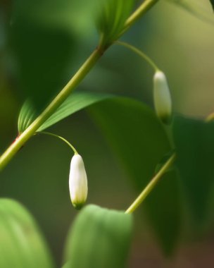 Doğal bir çevrede tıbbi bitki-kupena (Polygonatum) yakın çekim