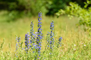 Çürük çiçekleri (chium vulgre) bir yaz çayırında, seçici bir odak
