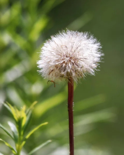 Paardenbloem Close Een Grasachtergrond Selectieve Focus Wazige Achtergrond — Stockfoto