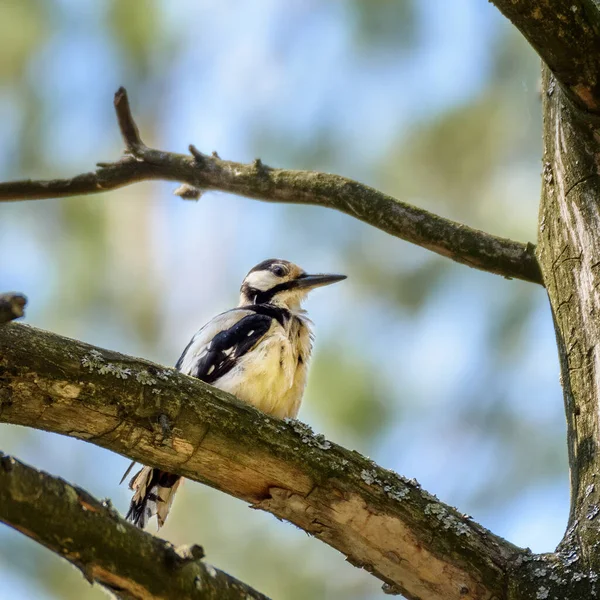 自然環境の中の木の枝にはキツツキの鳥が座っています — ストック写真