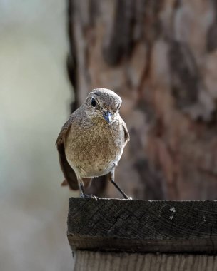 Kırmızı kuyruklu bir piliç bir kuş evinin çatısında oturuyor, yakın plan.