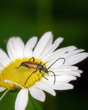 Sarı leptura böceği (Pseudovadonia livida) papatya, yakın çekim, makrofoto üzerinde oturur.