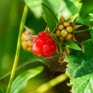 Doğal bir ortamda kırmızı böğürtlenli orman ahududu.