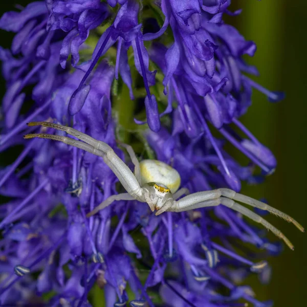 Flower Spider Sitting Purple Flower Close Macro Photo — Stock Photo, Image